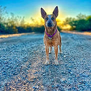Roo joined the competition — help win amazing prizes! dog, animal, outdoor, sunset, gravel_path, collar, nature, pets, canine, sunlight, bright_sky, ear, standing, fur, tag, dawn, twilight, ground, scenic, serene