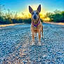 dog, animal, outdoor, sunset, gravel_path, collar, nature, pets, canine, sunlight, bright_sky, ear, standing, fur, tag, dawn, twilight, ground, scenic, serene