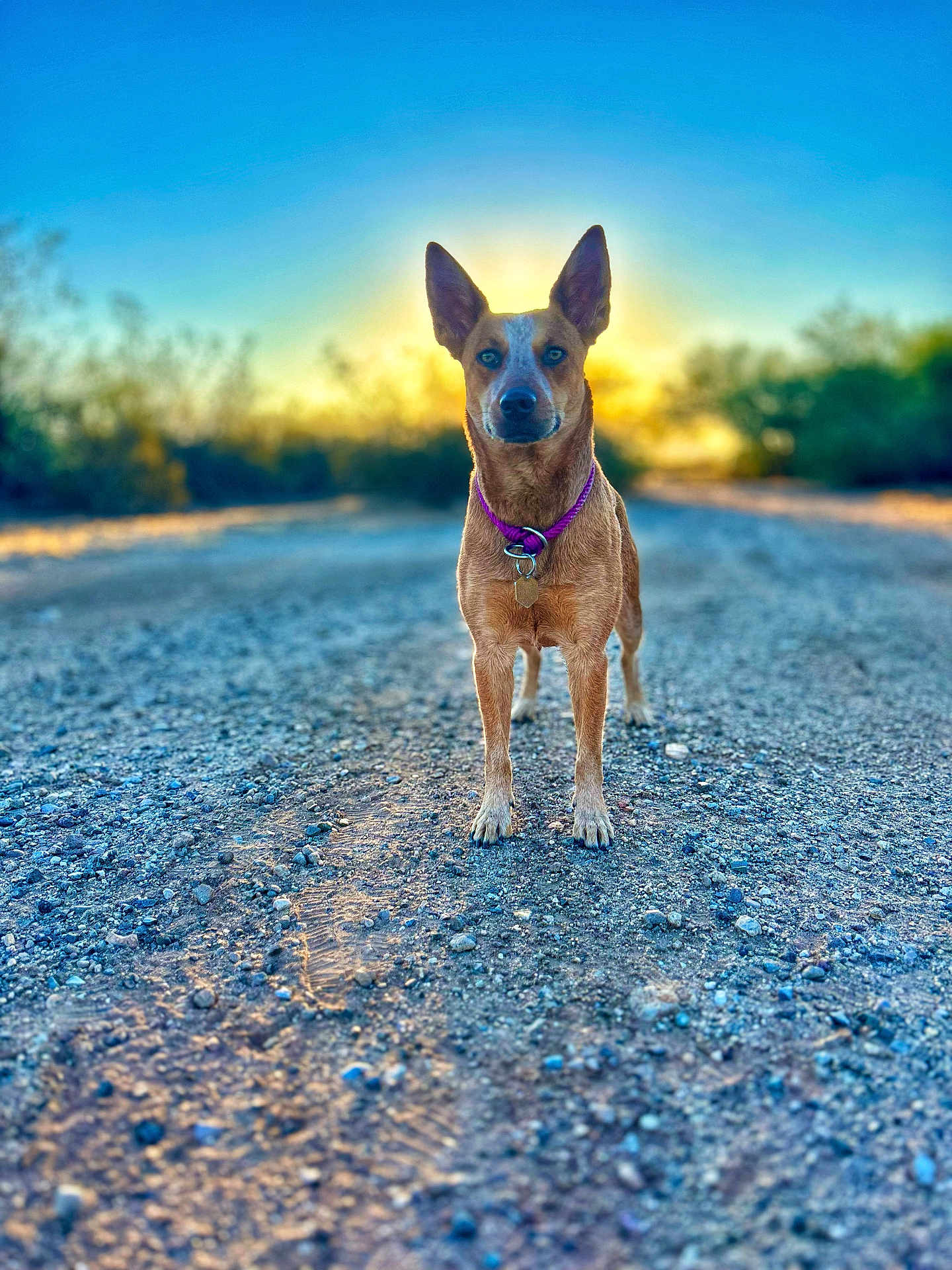 Roo