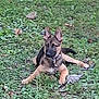 dog, puppy, german_shepherd, grass, outdoor, pet, animal, canine, lying_down, ears_up, collar, nature, young, alert, greenery, fur, mammal, grass_field, playful, domestic_animal