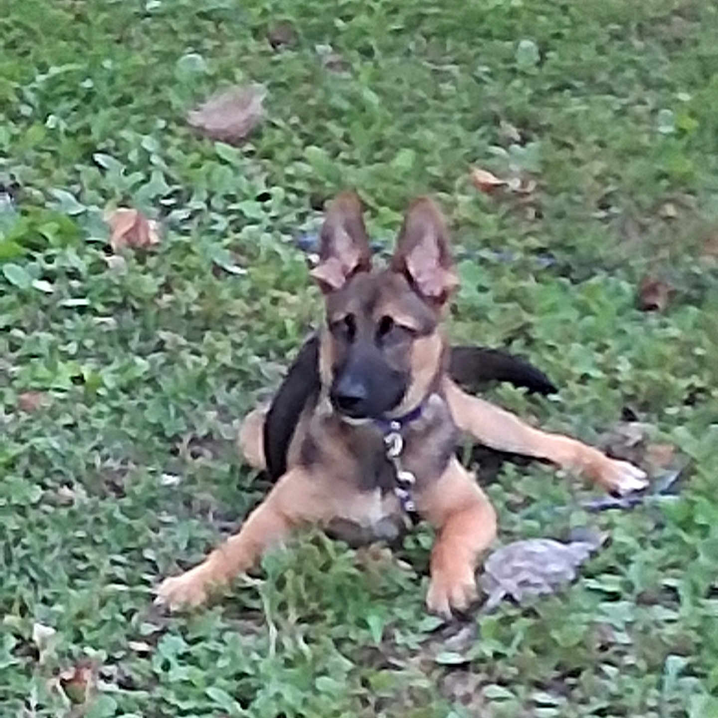 Smokey is registered to the contest to win money with this photo: alert, animal, canine, collar, dog, domestic_animal, ears_up, fur, german_shepherd, grass, grass_field, greenery, lying_down, mammal, nature, outdoor, pet, playful, puppy, young