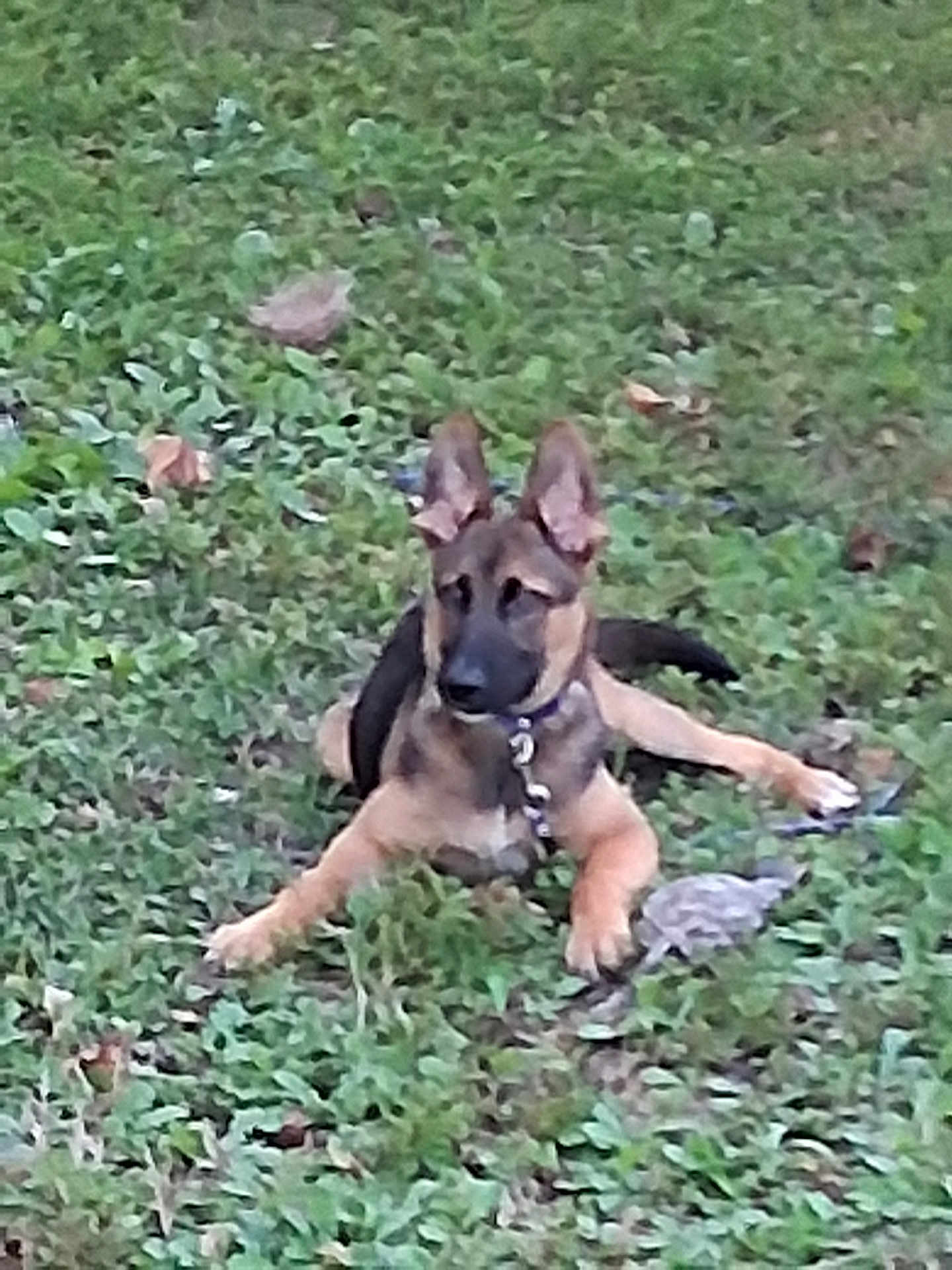 Smokey is registered to the contest to win money with this photo: dog, puppy, german_shepherd, grass, outdoor, pet, animal, canine, lying_down, ears_up, collar, nature, young, alert, greenery, fur, mammal, grass_field, playful, domestic_animal