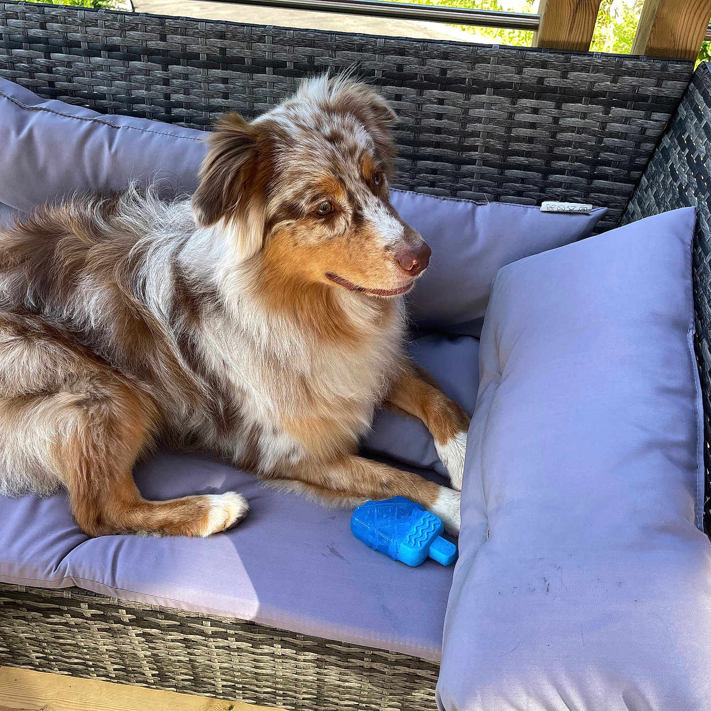 Tim a rejoint le concours — aidez-le/la à gagner de superbes lots ! animal, architecture, ball, building, canine, collie, couch, cushion, dog, dogbed, furniture, homedecor, indoors, linen, pet, pillow, puppy, sport, tennis, tennisball