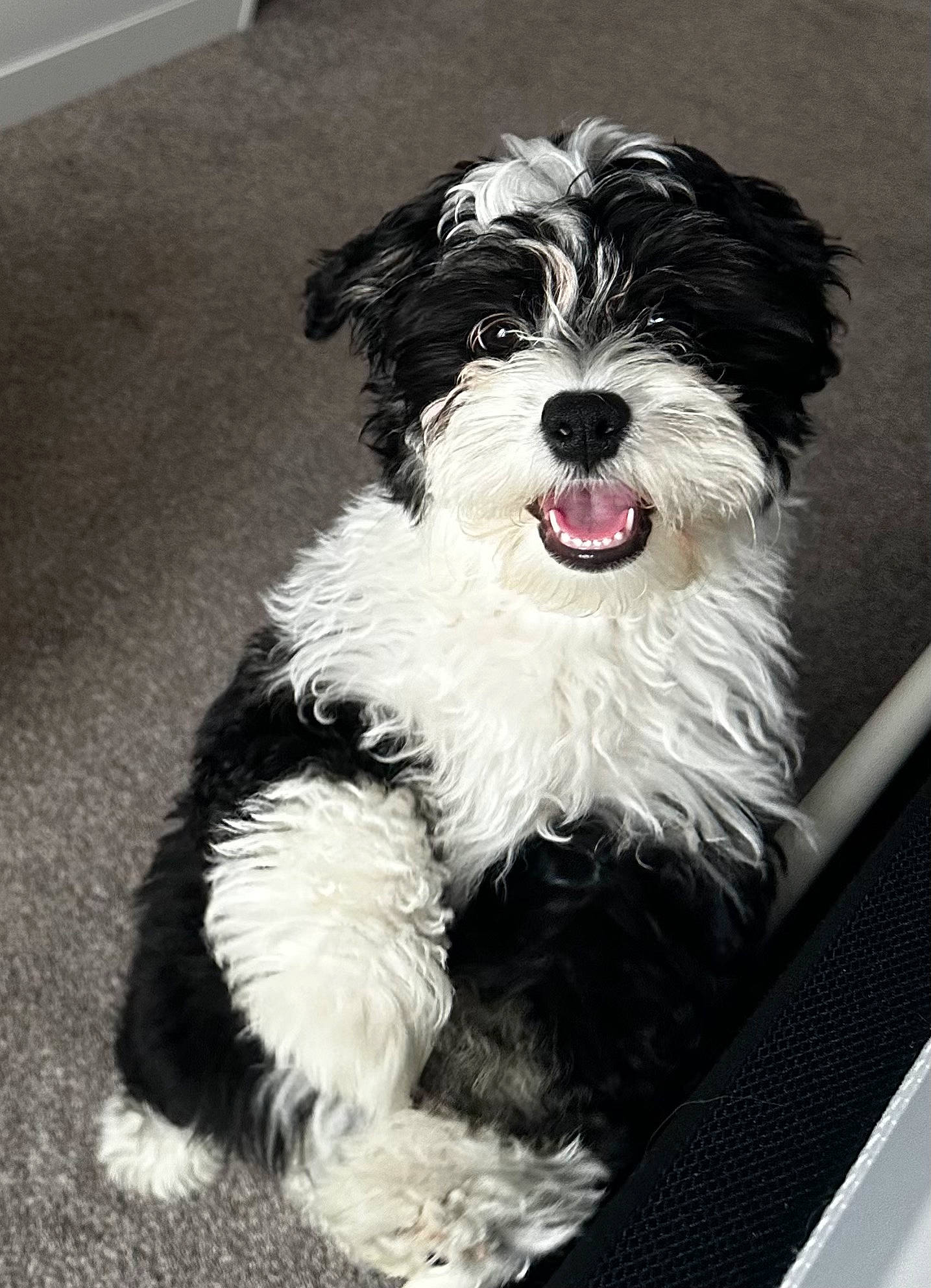 Loki joined the competition — help win amazing prizes! canidae, carnivore, companion_dog, dog, dog_breed, fur, non_sporting_group, small_terrier, snout, sporting_group, terrier, toy_dog, water_dog, working_animal, working_dog