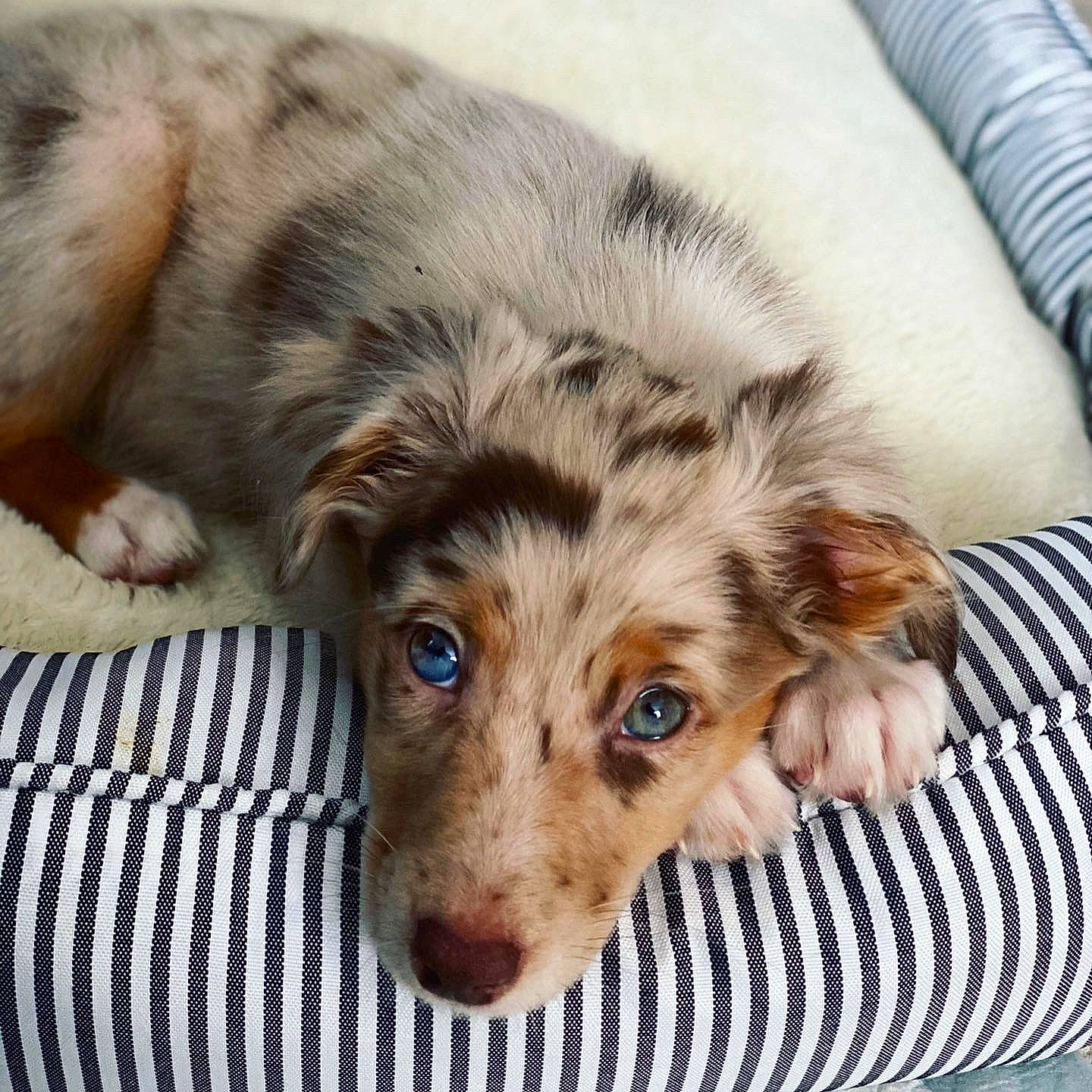 Harper is registered to the contest to win money with this photo: canidae, carnivore, comfort, companion_dog, couch, dog, dog_breed, ear, fawn, fur, liver, paw, puppy, snout, sporting_group, terrestrial_animal, whiskers, working_animal