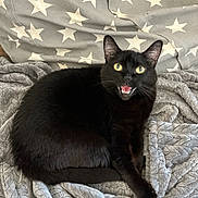 Google is registered to the contest to win money with this photo: black_cat, cat, pet, animal, indoor, blanket, soft_texture, star_pattern, fur, whiskers, yellow_eyes, relaxed, cute, cozy, feline, resting, home, meowing, comfort, domestic_animal
