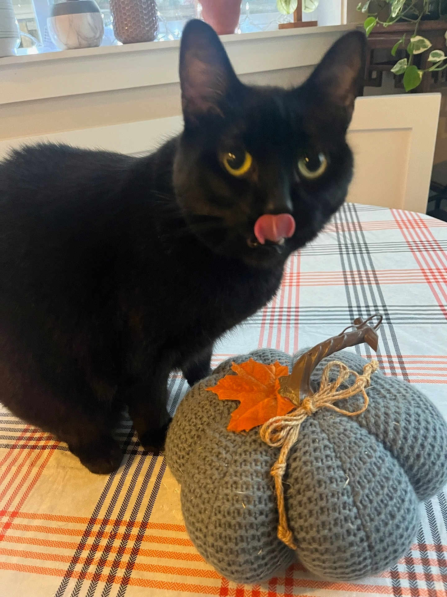 Google joined the competition — help win amazing prizes! black_cat, cat, knitted_pumpkin, tablecloth, plaid, indoor, leaf, orange_leaf, curious, yellow_eyes, pet, animal, feline, cozy, decor, autumn, fall, tongue_out, close_up, domestic_cat