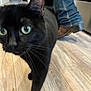 black_cat, cat, pet, animal, indoor, wooden_floor, green_eyes, close_up, walking, curious, whiskers, person, jeans, brown_shoes, flooring, domestic_cat, feline, home, household, indoors