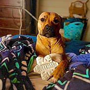 Rumples joined the competition — help win amazing prizes! dog, bed, blanket, chew_toy, furniture, indoor, pet, brown_dog, toy, wooden_dresser, laundry_basket, cozy, resting, animal, canine, portrait, looking_at_camera, household, domestic, comfort