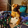 animal, bed, blanket, brown_dog, canine, chew_toy, comfort, cozy, dog, domestic, furniture, household, indoor, laundry_basket, looking_at_camera, pet, portrait, resting, toy, wooden_dresser