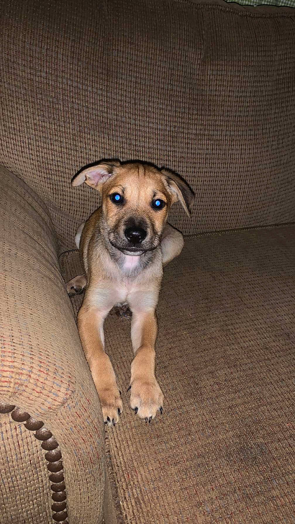 Barkley is registered to the contest to win money with this photo: canidae, carnivore, companion_dog, dog, dog_breed, dog_clothes, fawn, flooring, fur, pet_supply, snout, sporting_group, terrestrial_animal, toy_dog, whiskers, wood, working_animal