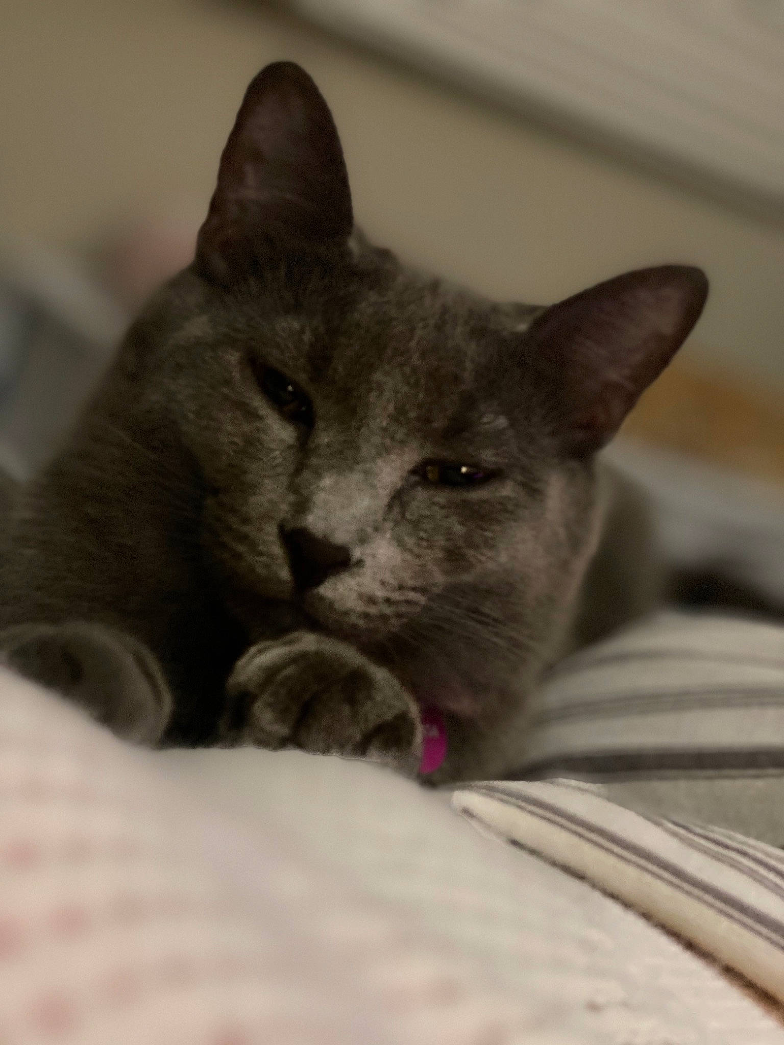 Coco joined the competition — help win amazing prizes! asian, british_shorthair, burmese, carnivore, cat, chartreux, domestic_short_haired_cat, felidae, kitten, korat, mammal, nebelung, russian_blue, small_to_medium_sized_cats, snout, vertebrate, whiskers