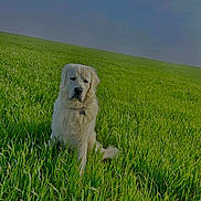 Aiko participe au concours pour gagner de l'argent avec cette photo : dog, white_dog, grass, field, outdoor, nature, sky, pet, canine, animal, green, sunlight, alone, peaceful, sitting, summer, landscape, fur, collar, daytime
