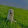 dog, white_dog, grass, field, outdoor, nature, sky, pet, canine, animal, green, sunlight, alone, peaceful, sitting, summer, landscape, fur, collar, daytime