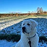 Aiko a rejoint le concours — aidez-le/la à gagner de superbes lots ! dog, white_dog, snow, field, leash, outdoor, blue_sky, pet, canine, animal, nature, winter, grass, sunlight, collar, portrait, daytime, landscape, fur, quiet