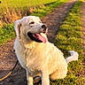 Aiko a rejoint le concours — aidez-le/la à gagner de superbes lots ! dog, golden_retriever, outdoor, sunny, grass, path, happy, tongue_out, canine, nature, field, pet, summer, daylight, mammal, animal, leash, walking_path, sitting, portrait