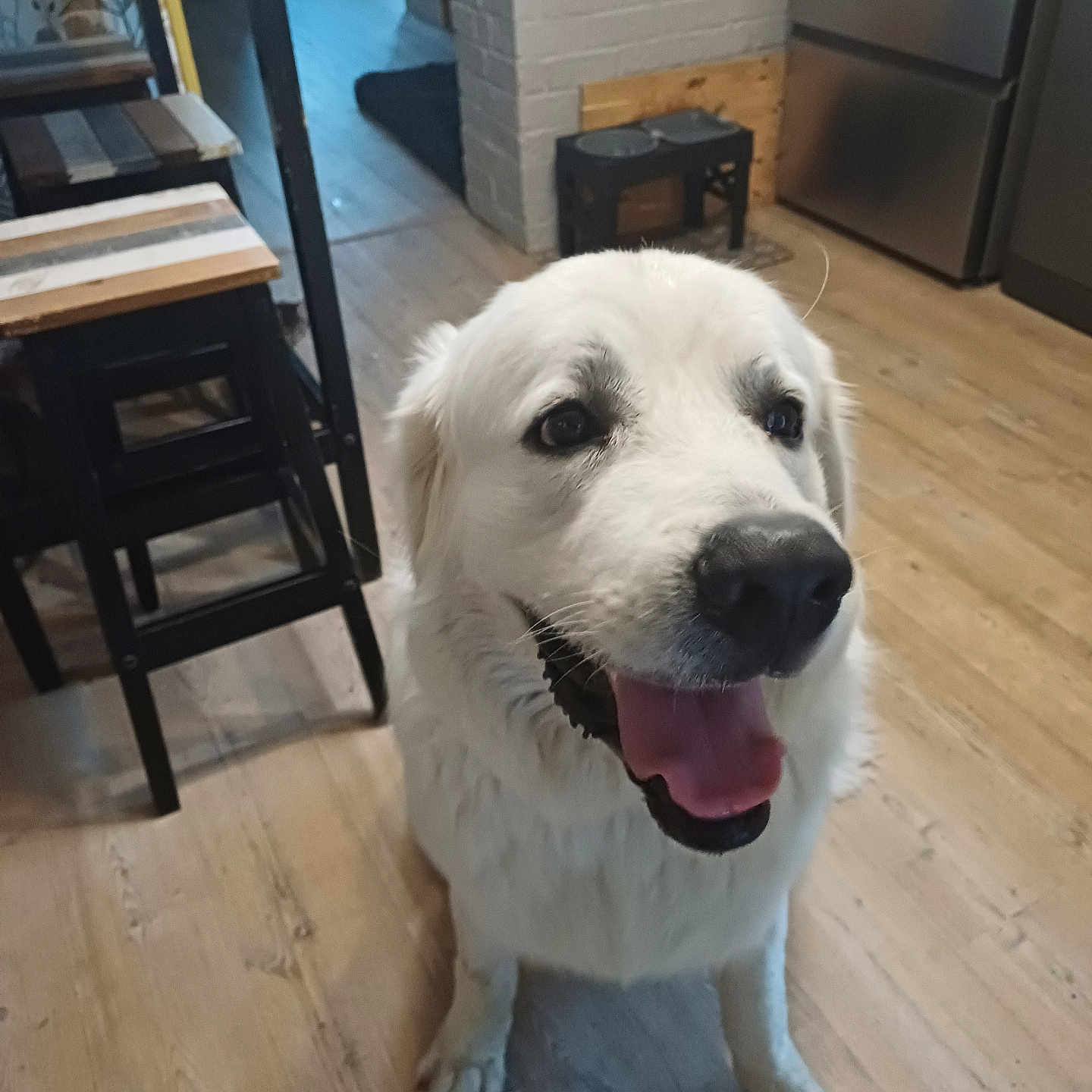 Aiko a rejoint le concours — aidez-le/la à gagner de superbes lots ! dog, white_dog, happy, tongue_out, indoor, kitchen, wooden_floor, stool, table, refrigerator, pet, canine, smiling, flooring, home_interior, domestic_animal, animal, friendly, companion, household