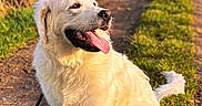 Aiko a rejoint le concours — aidez-le/la à gagner de superbes lots ! dog, golden_retriever, sitting, outdoor, field, path, grass, sunny, daylight, tongue_out, pet, canine, nature, animal, leash, happy, fur, mammal, walking_path, sky
