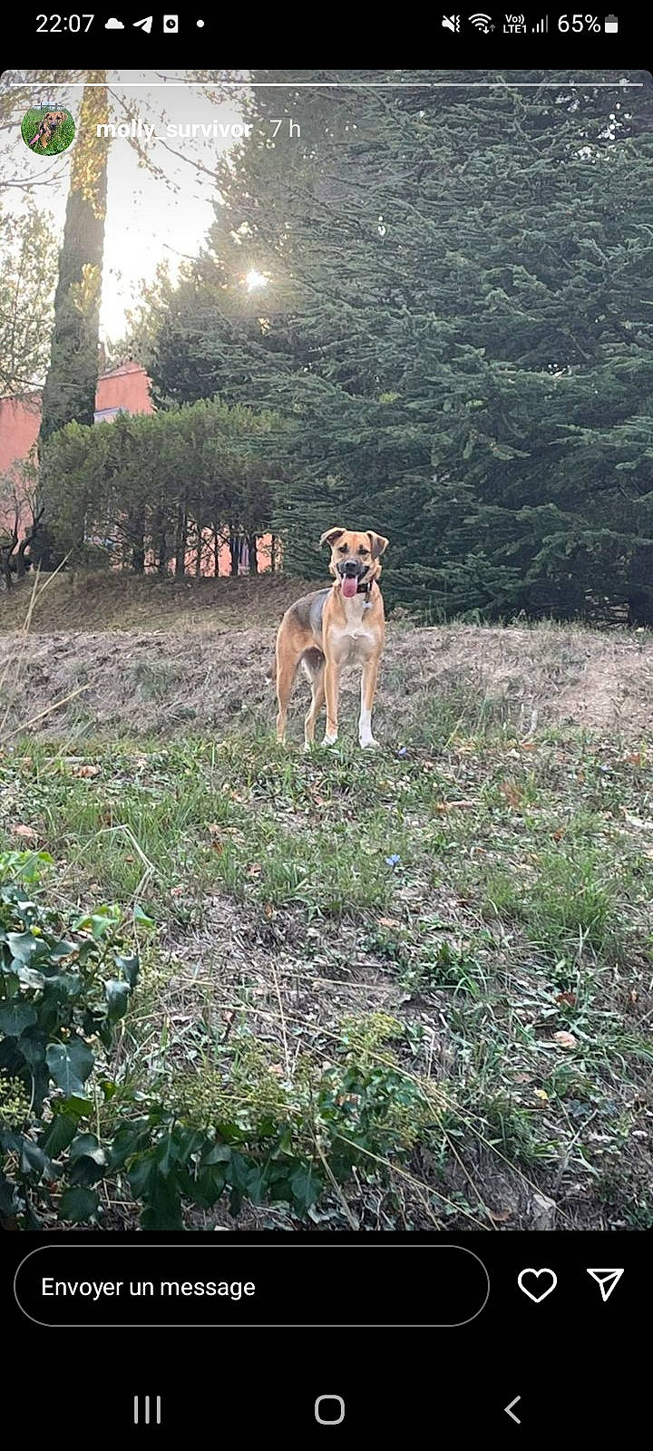 Molly a rejoint le concours — aidez-le/la à gagner de superbes lots ! canidae, carnivore, dog, dog_breed, fawn, forest, grass, grassland, groundcover, landscape, natural_landscape, pasture, plant, shrub, soil, sporting_group, tail, terrestrial_animal, tree, working_animal
