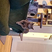 Chloe joined the competition — help win amazing prizes! art, elbow, engineering, gesture, hardwood, machine, metal, office_supplies, sleeve, wood, wrist