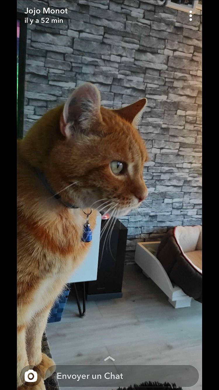 Garfilde participe au concours pour gagner de l'argent avec cette photo : box, cardboard, carnivore, cat, comfort, domestic_short_haired_cat, fawn, felidae, fur, mammal, paw, sitting, small_to_medium_sized_cats, snout, tail, whiskers, window, wood