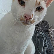 Caramel joined the competition — help win amazing prizes! animal, blanket, cat, close_up, cozy, curious, cute, domestic_animal, ears, face, feline, fur, indoor, orange_markings, pet, portrait, sitting, soft_light, whiskers, white_cat