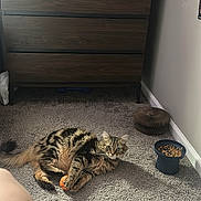 Bear is registered to the contest to win money with this photo: cat, tabby_cat, fluffy, long_hair, pet, animal, carpet, bedroom, dresser, food_bowl, cat_food, toy, orange_toy, scratching_post, lying_down, green_eyes, striped_fur, indoor, home, relaxed