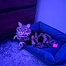 cat, tabby_cat, fluffy, long_hair, pet, animal, blue_lighting, purple_lighting, pet_bed, toy_mouse, indoor, carpet, home, relaxed, lying_down, sitting, looking_at_camera, whiskers, ears, portrait