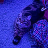 Bear joined the competition — help win amazing prizes! cat, fluffy_cat, longhaired_cat, feline, pet, animal, blue_lighting, purple_lighting, carpet, indoors, computer_mouse, plaid_clothing, toy_basket, hanger, lying_down, staring, whiskers, ears, tail, photography