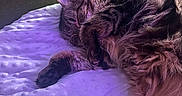 Bear is registered to the contest to win money with this photo: cat, long_haired_cat, fluffy, sleeping, curled_up, fur, whiskers, ears, paws, indoors, blanket, bed, purple_lighting, cozy, relaxed, resting, pet, animal, close_up, home