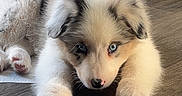 Twilight is registered to the contest to win money with this photo: puppy, dog, blue_eyes, fluffy, cute, pet, indoor, floor, curious, lying_down, adorable, young, animal, domestic_animal, canine, fur, white, gray, black, small