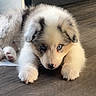 puppy, dog, blue_eyes, fluffy, cute, pet, indoor, floor, curious, lying_down, adorable, young, animal, domestic_animal, canine, fur, white, gray, black, small