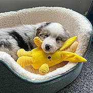 Twilight is registered to the contest to win money with this photo: puppy, dog, sleeping, bed, stuffed_toy, yellow, plush, cozy, indoor, carpet, cute, pet, fur, animal, resting, soft, toy, comfort, adorable, relaxed