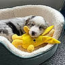 puppy, dog, sleeping, bed, stuffed_toy, yellow, plush, cozy, indoor, carpet, cute, pet, fur, animal, resting, soft, toy, comfort, adorable, relaxed
