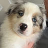 Twilight is registered to the contest to win money with this photo: puppy, dog, blue_eyes, fluffy, cute, indoor, person, hand, pet, animal, white_fur, brown_fur, black_nose, young, close_up, portrait, domestic_animal, friendly, adorable, furry