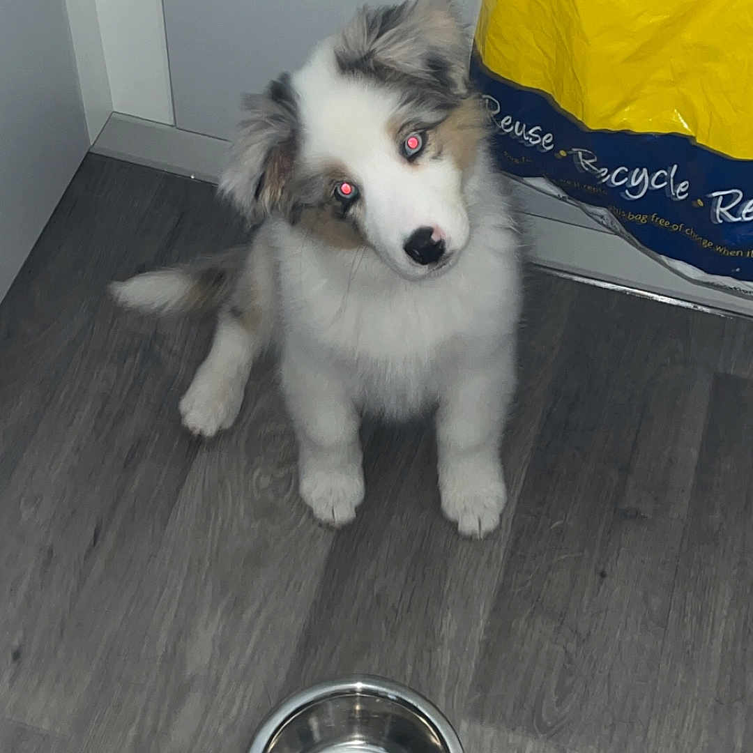 Twilight joined the competition — help win amazing prizes! animal, bag, black_nose, brown_fur, curious, cute, dog, domestic_animal, flash, floor, fur, head_tilt, indoor, pet, puppy, red_eye, water_bowl, white_fur, wooden_floor, yellow_bag