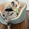 Twilight joined the competition — help win amazing prizes! puppy, australian_shepherd, dog, pet_bed, plush_toy, blue_eyes, fur, tail, wooden_floor, cozy, indoor, cute, playful, resting, animal, young_dog, fluffy, domestic_animal, adorable, pet
