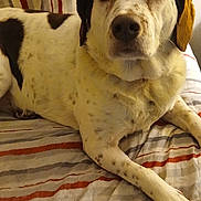 Molly is registered to the contest to win money with this photo: dog, canine, pet, spotted, lying_down, blanket, striped, indoor, fur, ears, eyes, snout, paw, relaxed, companion, home, resting, animal, mammal, cute