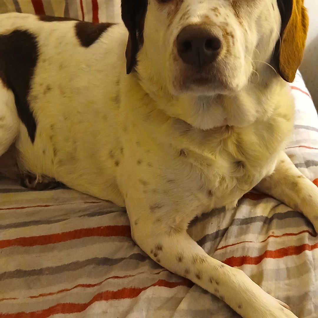 Molly is registered to the contest to win money with this photo: animal, blanket, canine, companion, cute, dog, ears, eyes, fur, home, indoor, lying_down, mammal, paw, pet, relaxed, resting, snout, spotted, striped