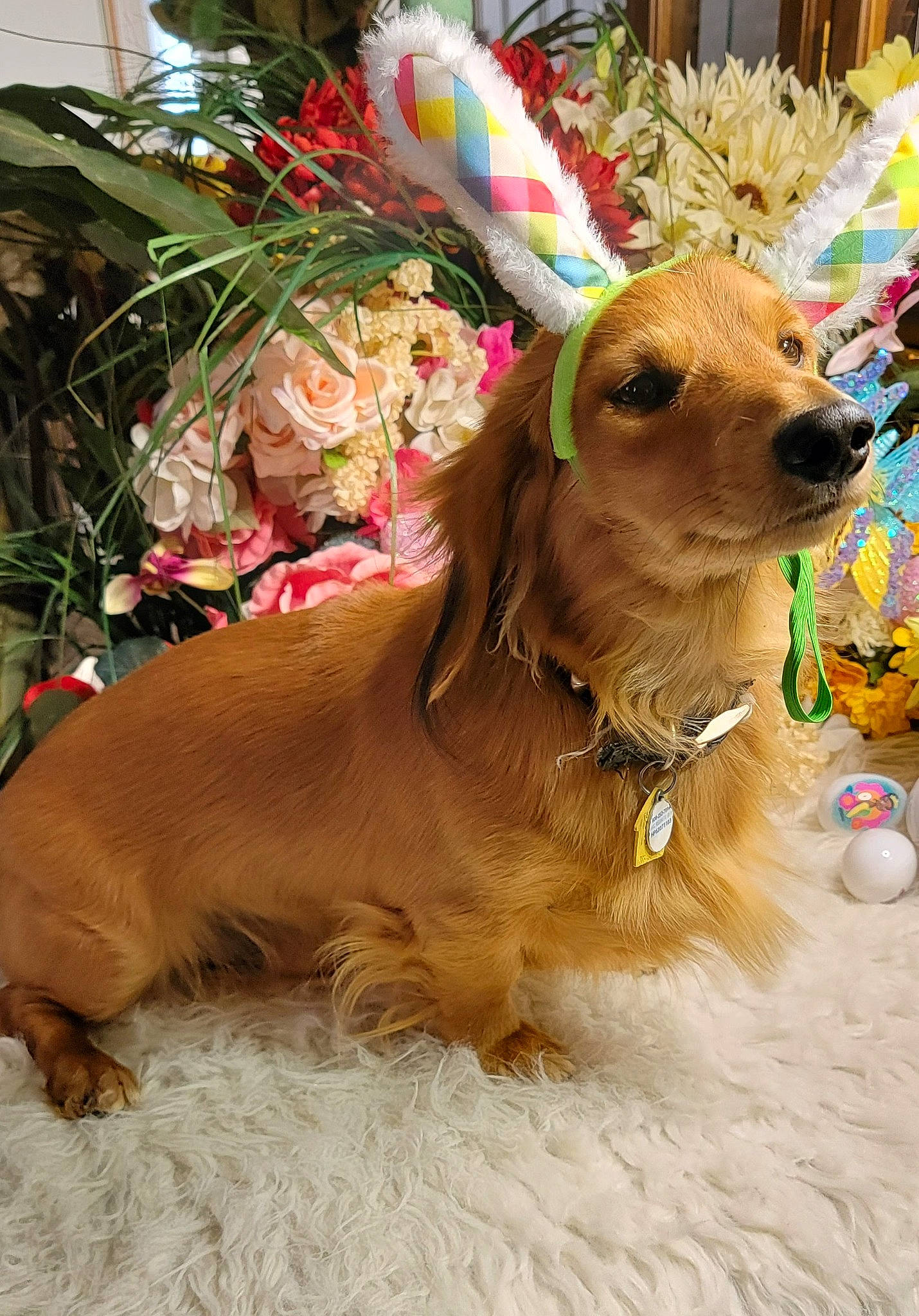 Rigger joined the competition — help win amazing prizes! canidae, carnivore, collar, companion_dog, dog, dog_breed, dog_collar, dog_supply, event, fashion_accessory, fawn, fur, leash, liver, pet_supply, plant, snout, spaniel, sporting_group, working_animal