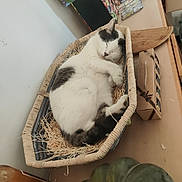 Guimauve participe au concours pour gagner de l'argent avec cette photo : basket, cat, closeup, colorful_box, cozy, curled_up, domestic, feline, fur, household_items, indoor, peaceful, pet, relaxed, resting, sleeping, still_life, straw, table, white_and_gray