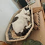 basket, cat, closeup, colorful_box, cozy, curled_up, domestic, feline, fur, household_items, indoor, peaceful, pet, relaxed, resting, sleeping, still_life, straw, table, white_and_gray