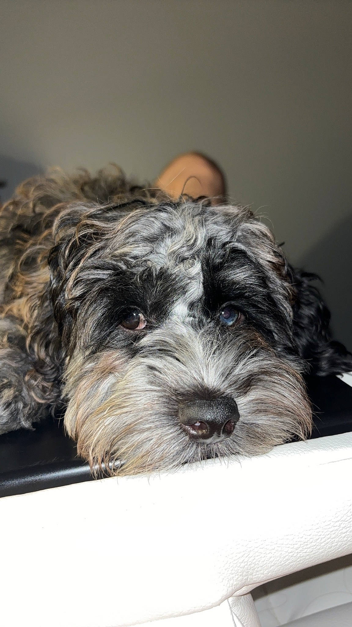 Cooper joined the competition — help win amazing prizes! canidae, carnivore, companion_dog, dog, dog_breed, fur, maltepoo, non_sporting_group, schnauzer, small_terrier, snout, sporting_group, terrier, toy_dog, water_dog, working_animal, yorkipoo