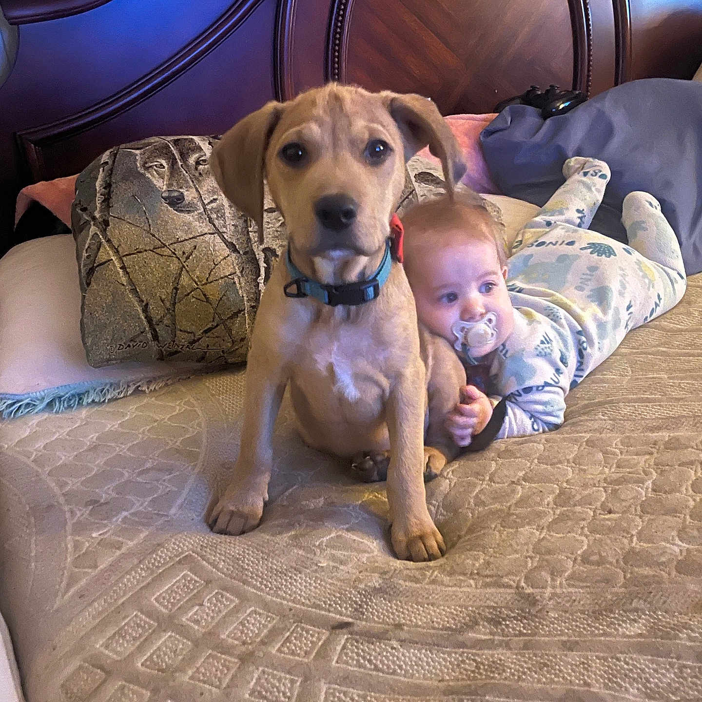 George is registered to the contest to win money with this photo: puppy, baby, bed, pajamas, pacifier, dog, infant, pet, child, cute, indoor, blanket, headboard, comfort, friendship, lying_down, fur, animal, person, together