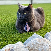 Minette a rejoint le concours — aidez-le/la à gagner de superbes lots ! cat, gray_cat, tie, grass, rocks, outdoor, pet, animal, feline, resting, greenery, blurred_background, portrait, domestic_cat, cute, nature, sunlight, relaxed, closeup, fashion