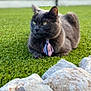 cat, gray_cat, tie, grass, rocks, outdoor, pet, animal, feline, resting, greenery, blurred_background, portrait, domestic_cat, cute, nature, sunlight, relaxed, closeup, fashion