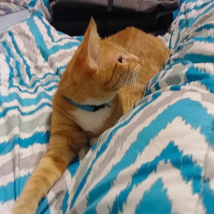 Kuma joined the competition — help win amazing prizes! bed_sheet, blanket, carnivore, cat, comfort, fawn, felidae, furniture, kitten, linens, nap, room, small_to_medium_sized_cats, whiskers