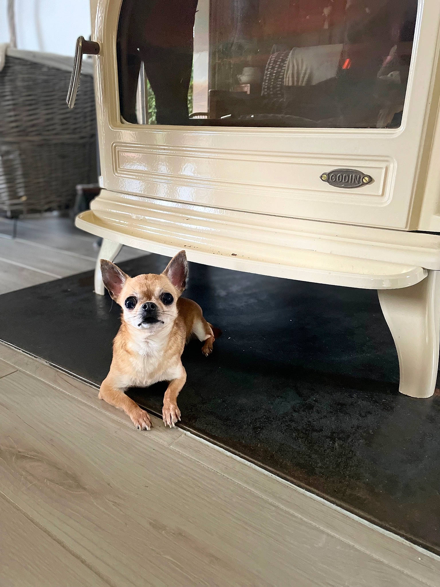 Chanel a rejoint le concours — aidez-le/la à gagner de superbes lots ! automotive_exterior, carnivore, companion_dog, dog, dog_breed, eyewear, fawn, floor, flooring, gas, hardwood, mammal, sunglasses, television_set, toy_dog, vehicle, vehicle_door, vertebrate, wood, working_animal