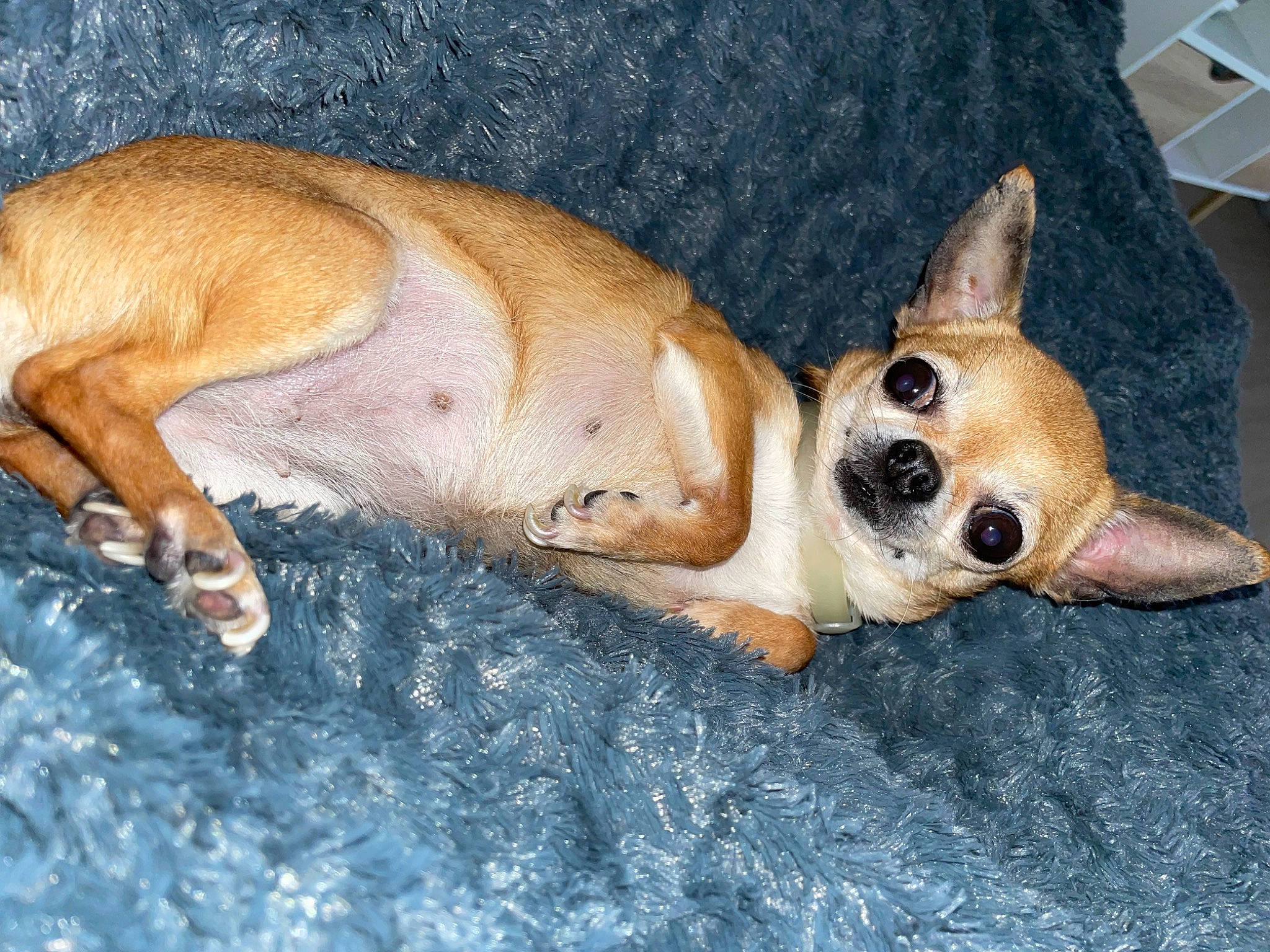 Chanel a rejoint le concours — aidez-le/la à gagner de superbes lots ! ancient_dog_breeds, canidae, carnivore, comfort, companion_dog, dog, dog_breed, ear, fawn, fur, non_sporting_group, paw, puppy, snout, sporting_group, tail, terrestrial_animal, toy_dog, whiskers, wildlife