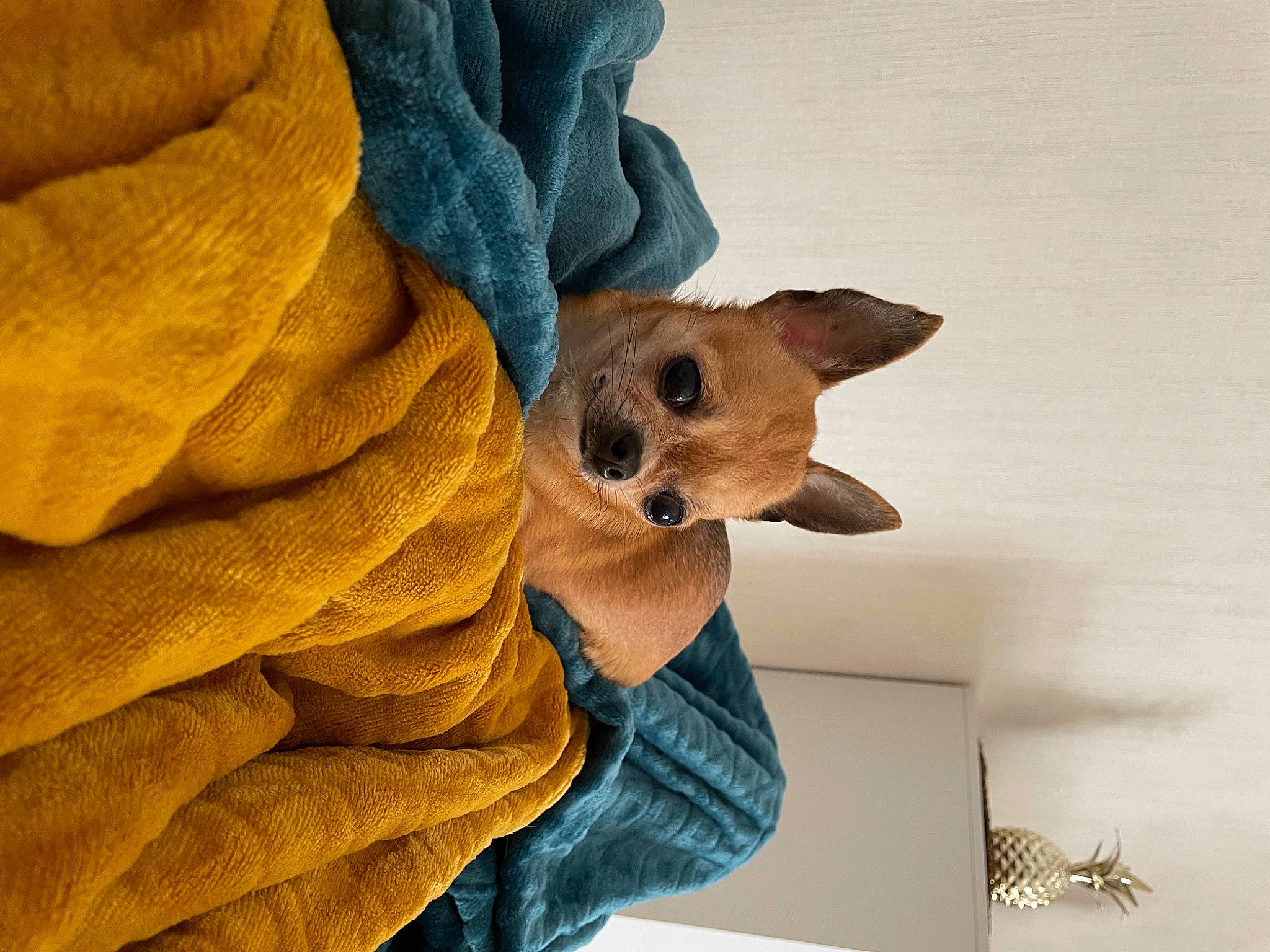 Chanel a rejoint le concours — aidez-le/la à gagner de superbes lots ! canidae, carnivore, comfort, companion_dog, dog, dog_breed, fawn, felidae, fur, linens, paw, polar_fleece, snout, stuffed_toy, toy_dog, whiskers, wood